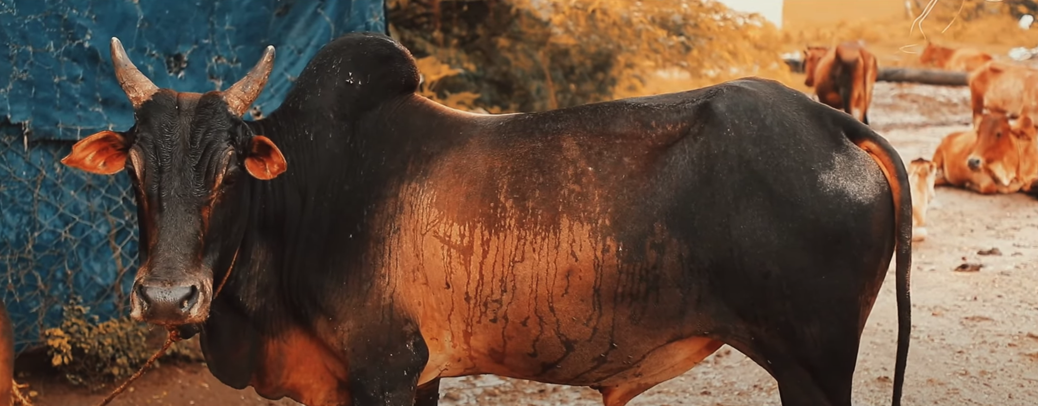 Kanchi Bull Image